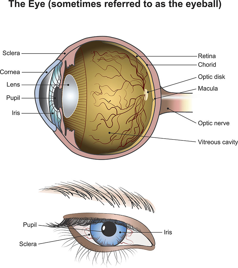 เลนส์ตาเป็นส่วนประกอบหนึ่งของดวงตา ดวงตาประกอบด้วยอะไรบ้าง